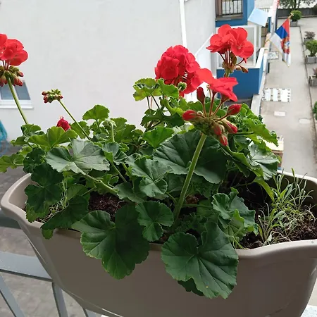 Apartment Radanovic *